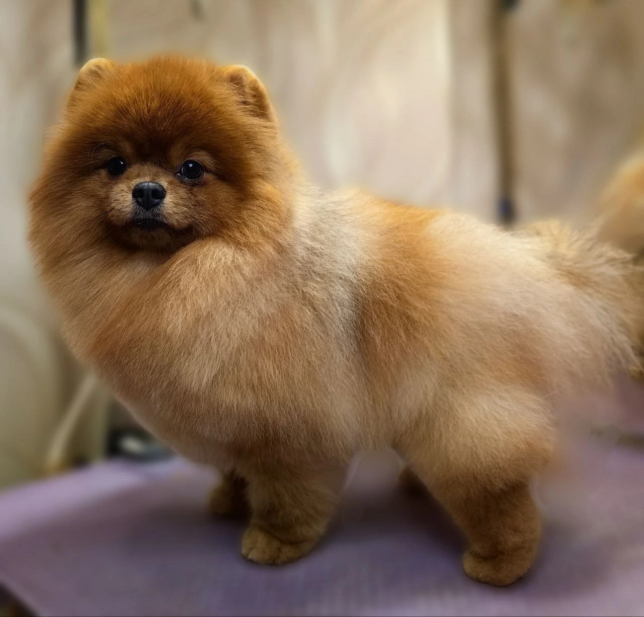 Стрижка собаки, груминг — работа 1, Ellie's Groom Нижний Новгород