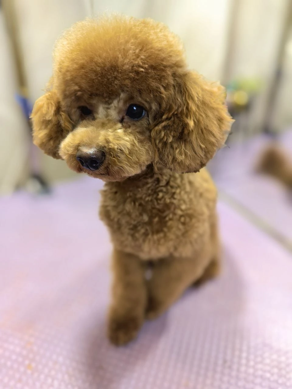 Стрижка собаки, груминг — работа 2, Ellie's Groom Нижний Новгород