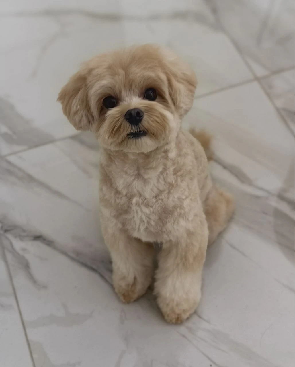 Стрижка собаки, груминг — работа 5, Ellie's Groom Нижний Новгород