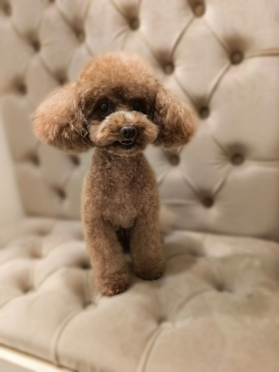 Стрижка собаки, груминг — работа 11, Ellie's Groom Нижний Новгород