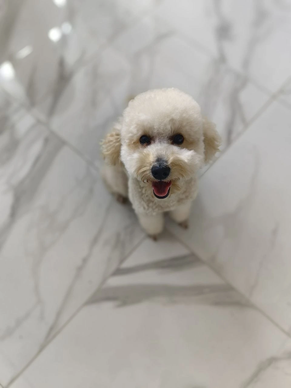 Стрижка собаки, груминг — работа 13, Ellie's Groom Нижний Новгород