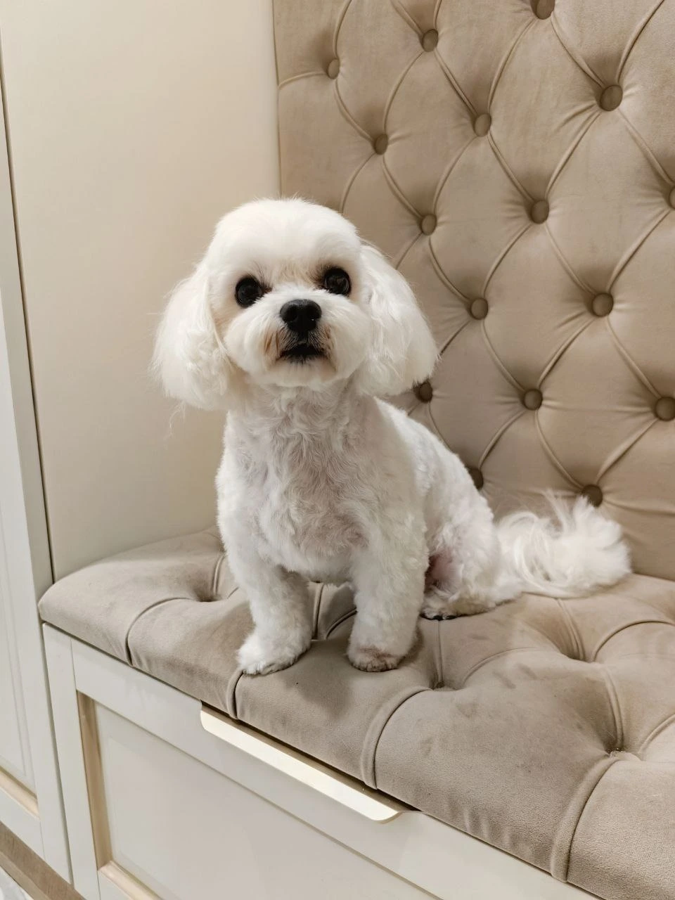 Стрижка собаки, груминг — работа 14, Ellie's Groom Нижний Новгород