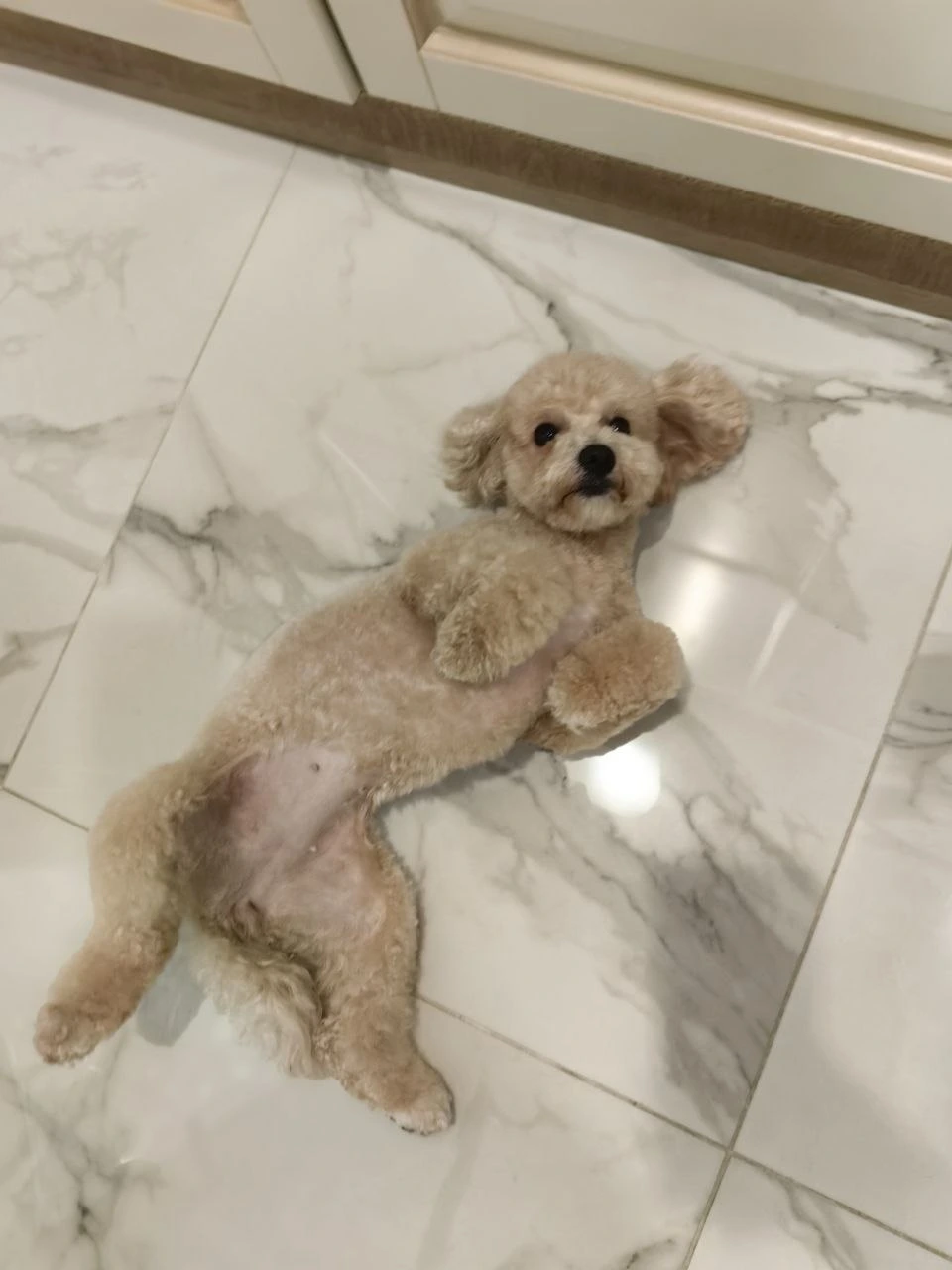 Стрижка собаки, груминг — работа 15, Ellie's Groom Нижний Новгород